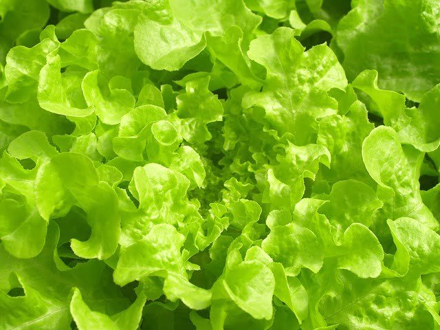 Best Merits And Demerits Of Hydroponics farming in 2021