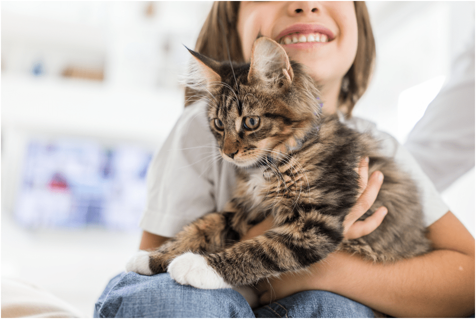 Best Cat Breeds For First Time Pet Owners